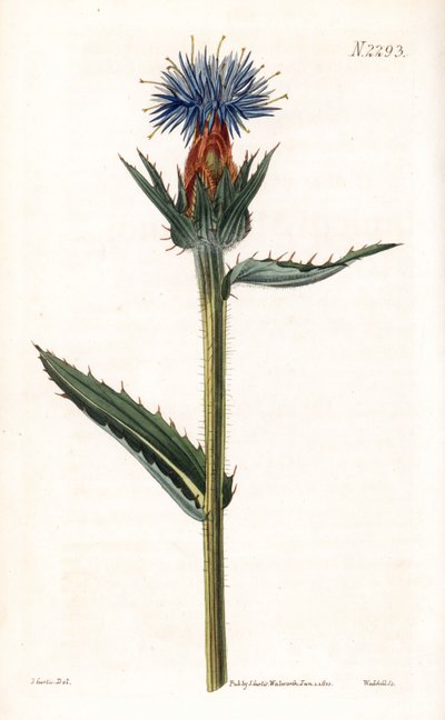 Blue cardoncelle - Cardo azul o cardo de flor azul, Carthamus caeruleus. Grabado en cobre coloreado a mano por Weddell a partir de una ilustración de John Curtis del "Botanical Magazine" de Samuel Curtis, Londres. de Unbekannter Künstler