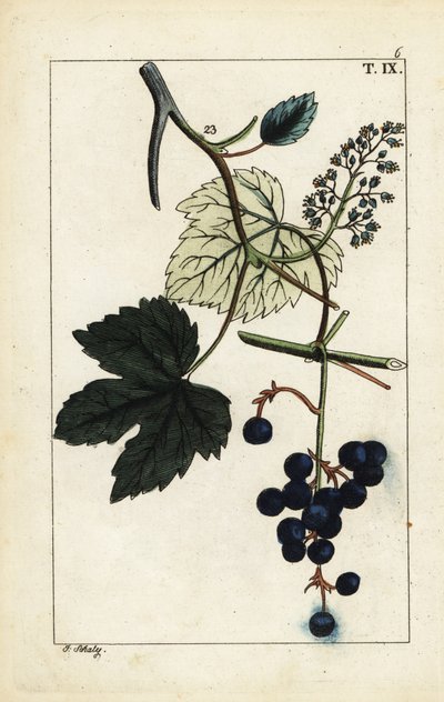 Uvas azules en la vid, Vinis vitifera. de Unbekannter Künstler