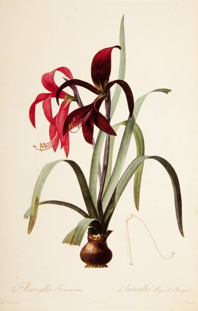 Ilustración botánica/Redoubt/Sprekelia formosissima/Lirio de San Jacobo/Lirio Jacobeo de William M. Timlin