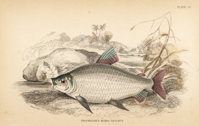 Bocachico o koulimata, Prochilodus rubrotaeniatus (Pale red-streaked salmon carp, Prochilodus rubro-taeniatus). Grabado en acero coloreado a mano por W.H. Lizars a partir de una ilustración de James Stewart de la obra de Robert Schomburg Fishes of Guiana,  de Unbekannter Künstler