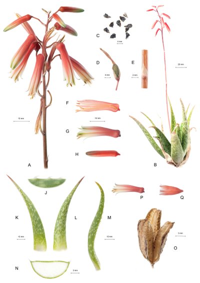 Tablero botánico/Aloe/Aloe de Unbekannt