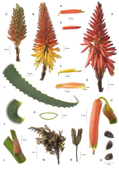 Tablero botánico / Aloe arborescens de Unbekannt