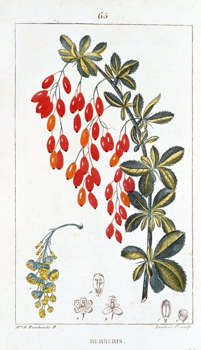 Lámina botánica/Berberis sp/Espina de agracejo de Unbekannt