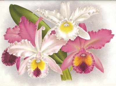 Lámina botánica/Cattleya labiata/Lindenia de Unbekannt