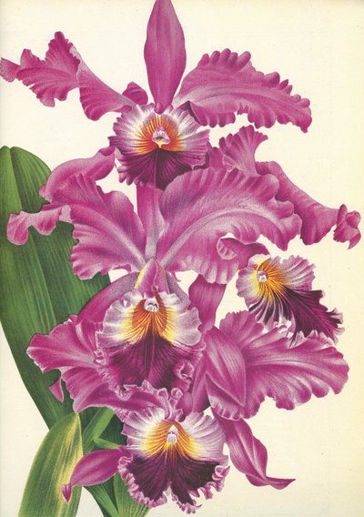 Lámina botánica/Cattleya labiata var. Perfecta/Lindenia de Unbekannt