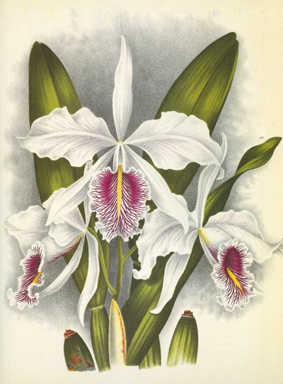 Lámina botánica/Cattleya maxima var. Virginalis/Lindenia de Unbekannt