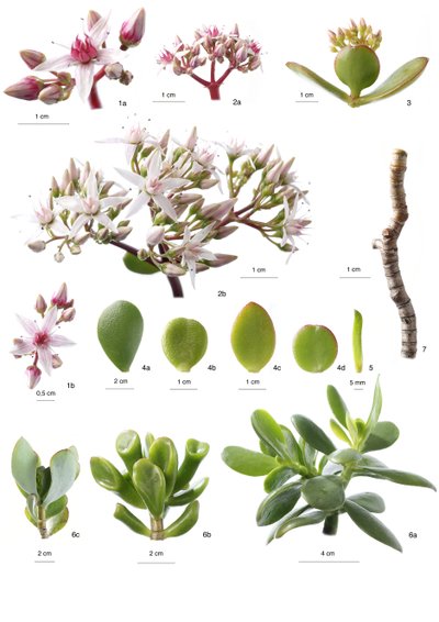 Tablero botánico / Crassula ovata de Unbekannt
