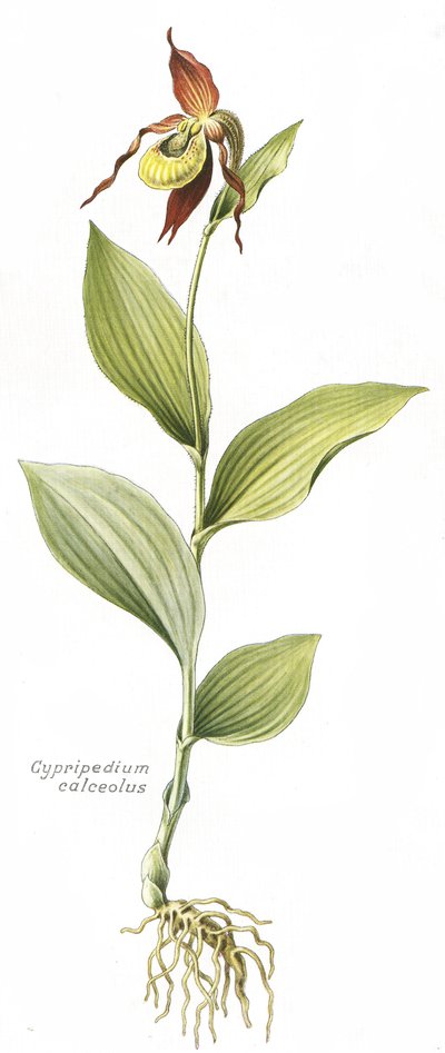 Lámina botánica/Cypripedium calceolus/Zapato de Venus de Unbekannt