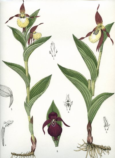 Lámina botánica/Cypripedium calceolus/Zapatilla de Venus de Unbekannt