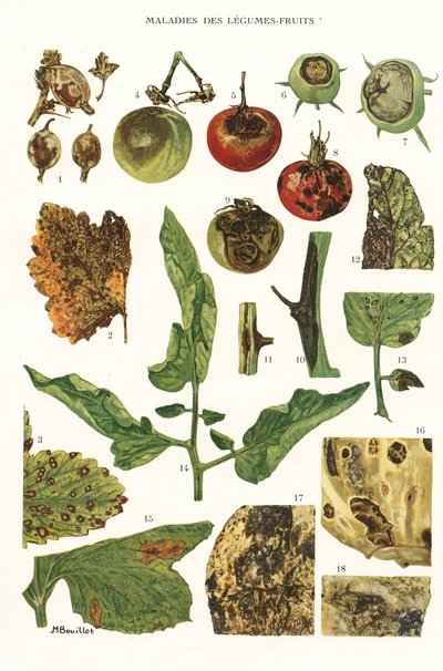 Lámina botánica/Enfermedades de frutas y vegetales de Unbekannt