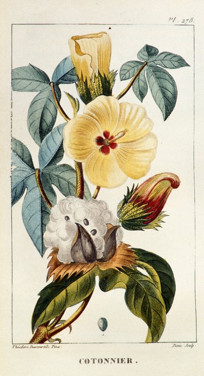 Lámina botánica de Gossypium sp, algodón de Unbekannt