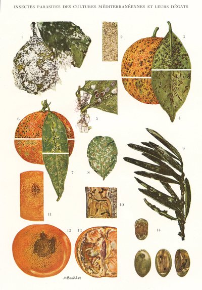 Lámina botánica/Plagas de insectos de cultivos mediterráneos de Unbekannt