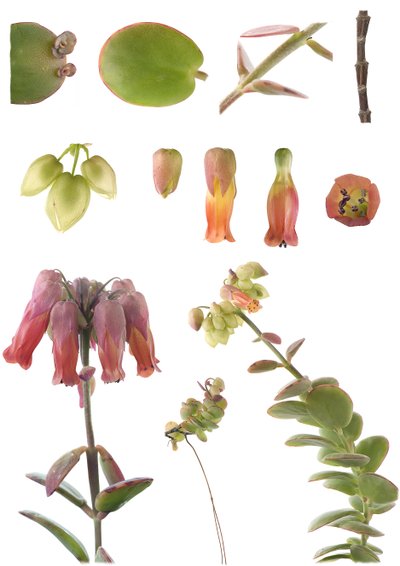 Tablero botánico/Kalanchoe marnieriana de Unbekannt