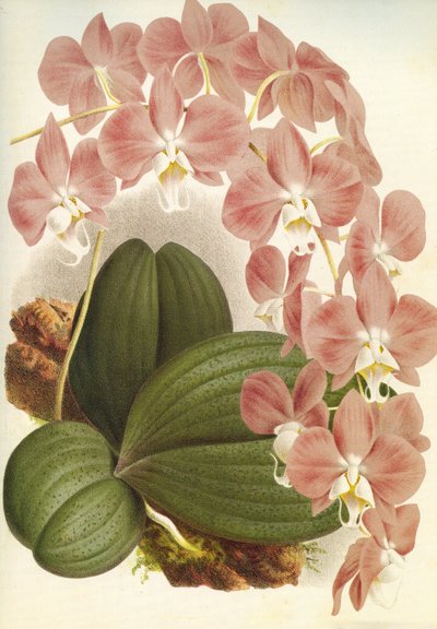 Lámina botánica/Phalaenopsis sanderiana/Lindenia de Unbekannt