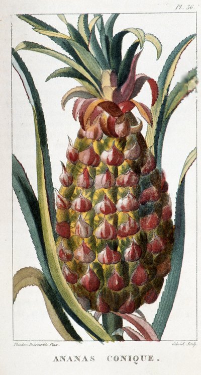 Lámina botánica de piña de Unbekannt