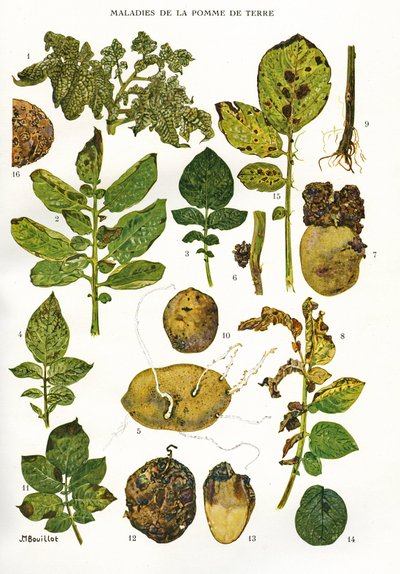 Lámina botánica/Enfermedades de la papa/Solanum tuberosum de Unbekannt