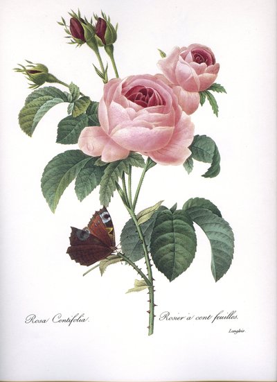 Tablero botánico/Rosa centifolia/Rosa de cien hojas/Redouté de Unbekannt