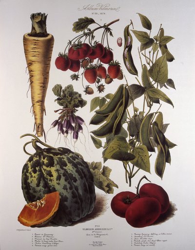 Tablero botánico/Vilmorin de Unbekannt