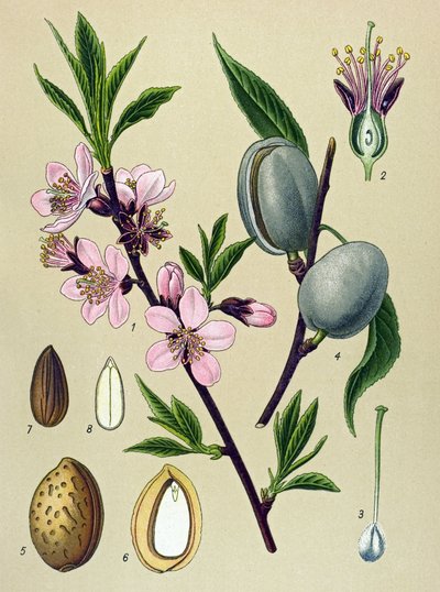 Tabla botánica. Amigdalina (Almendra): Almendra común (Amygdalus communis) de Unbekannter Künstler