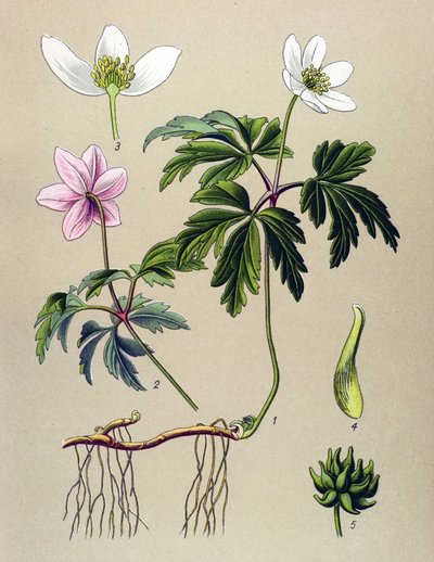 Tabla botánica. Planta venenosa (tóxica) y medicinal: Anemone sylvie o Anemone del bosque (Anemone nemorosa) de Unbekannter Künstler
