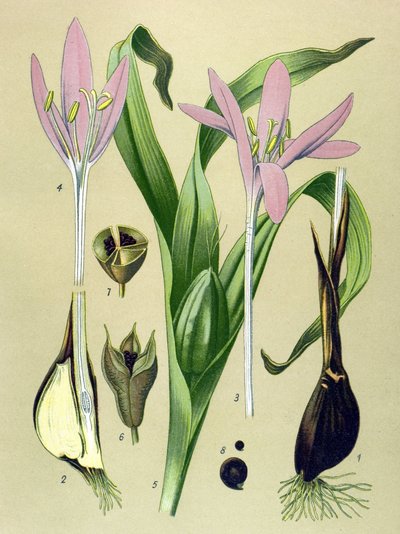 Tabla botánica. Planta venenosa (tóxica) y medicinal: Colchial de otoño (Colchicum autumnale) de Unbekannter Künstler