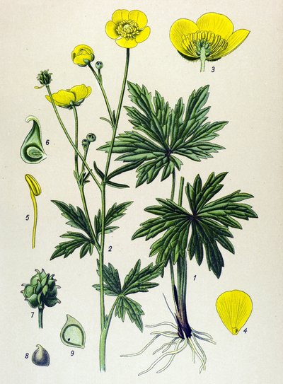 Tabla botánica. Planta venenosa (tóxica) y medicinal: Ranúnculo (Ranunculus acris) de Unbekannter Künstler
