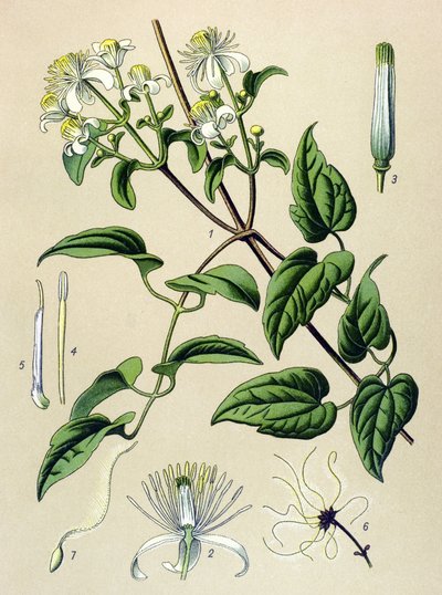 Tabla botánica. Planta venenosa (tóxica) y medicinal: Clematitis de los setos (Clematis vitalba) de Unbekannter Künstler