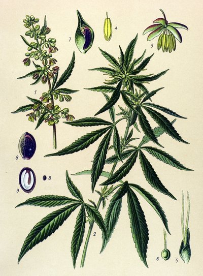 Tabla botánica. Planta venenosa (tóxica) y medicinal: Cáñamo (Cannabis sativa) de Unbekannter Künstler