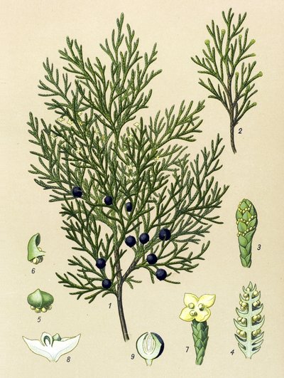 Tabla botánica. Planta venenosa (tóxica) y medicinal: Enebro de Sabina (Juniperus sabina) de Unbekannter Künstler