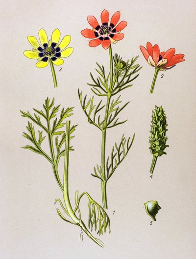 Tabla botánica. Planta venenosa (tóxica) y medicinal: Adonis de verano (Adonis aestivalis) de Unbekannter Künstler