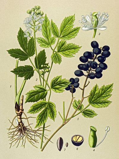 Tabla botánica. Planta venenosa (tóxica) y medicinal: Adonis de verano (Adonis aestivalis) de Unbekannter Künstler