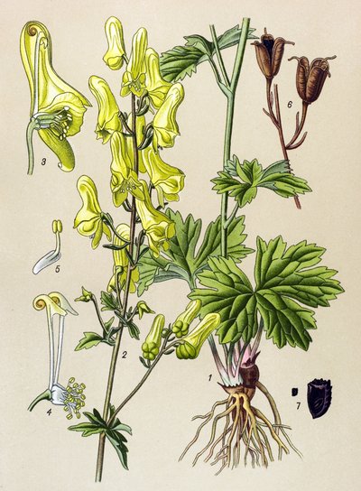 Tabla botánica. Planta venenosa (tóxica) y medicinal: Matalobos o matalobos (Aconitum lycoctonum) de Unbekannter Künstler