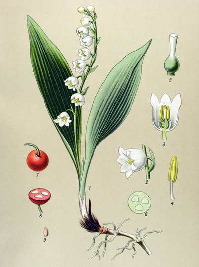 Tabla botánica. Planta venenosa (tóxica) y medicinal: lirio de los valles o lirio de mayo (Convallaria majalis) de Unbekannter Künstler