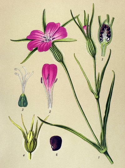 Tabla botánica. Planta venenosa (tóxica): Niela de Blew (Agrostemma githago) de Unbekannter Künstler
