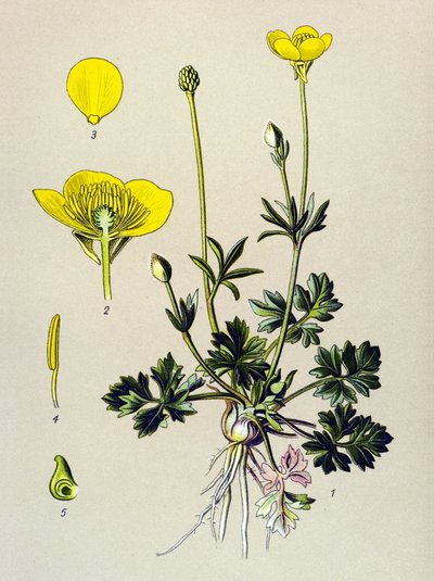Tabla botánica. Planta venenosa (tóxica): Ranúnculo bulboso o brote dorado (Ranunculus bulbosus) de Unbekannter Künstler