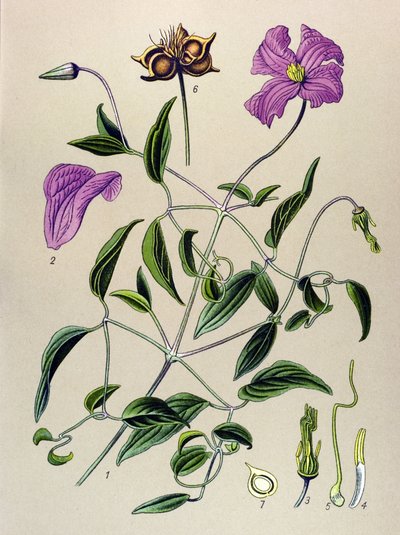 Tabla botánica. Planta venenosa (tóxica): Clemátide falsa o vid falsa (Clematis viticella) de Unbekannter Künstler