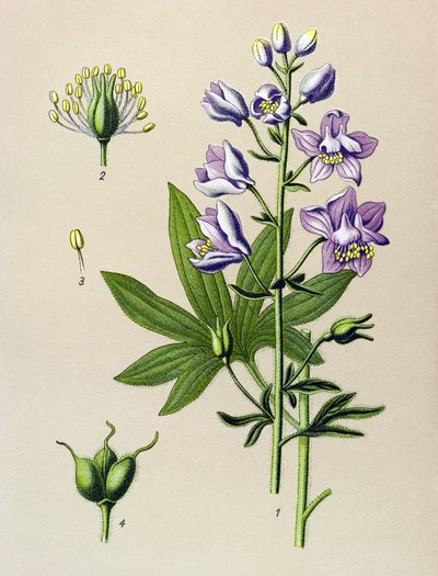 Tabla botánica. Planta venenosa (tóxica): Dolphinella staphysegar (Delphinium staphysagria) de Unbekannter Künstler
