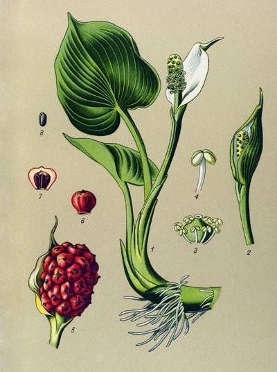 Tabla botánica. Planta venenosa (tóxica): Calabaza de los pantanos (Calla palustris) de Unbekannter Künstler