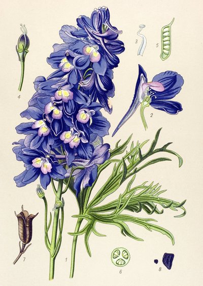 Tabla botánica. Planta venenosa (tóxica): delfinio o pie de alondra (Delphinium grandiflorum) de Unbekannter Künstler