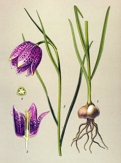 Tabla botánica. Planta venenosa (tóxica): gallina de Guinea o "guinea fowl" (Fritillaria meleagris) de Unbekannter Künstler