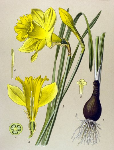 Tabla botánica Planta venenosa (tóxica): narciso amarillo (Narcissus pseudonarcissus) de Unbekannter Künstler