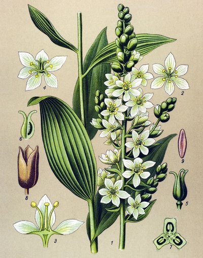 Tabla botánica. Planta venenosa (tóxica) y medicinal: veratre blanco (Veratrum album) de Unbekannter Künstler