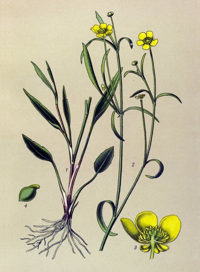 Tabla botánica. Planta venenosa (tóxica) y medicinal: Ranunculus flammula (Ranunculus flammula) de Unbekannter Künstler