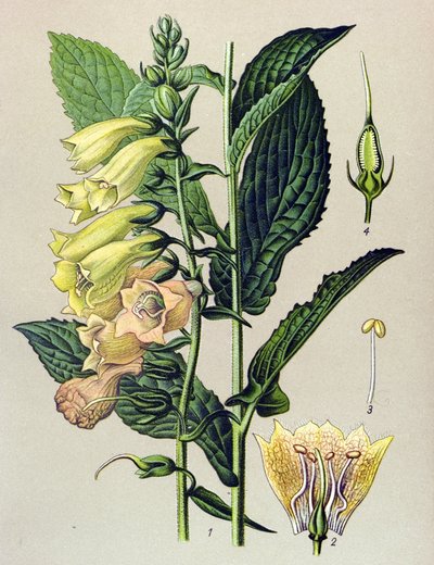 Tabla botánica, planta: Digital de flor grande (Digitalis grandiflora) de Unbekannter Künstler