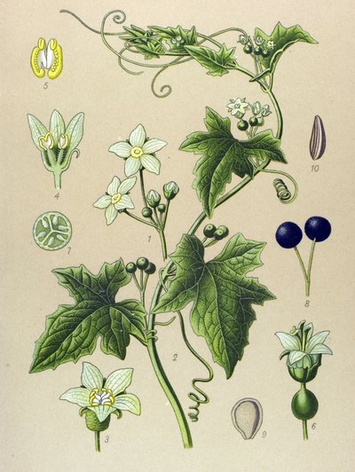 Tabla botánica, planta: Bryone (Bryonia alba) de Unbekannter Künstler