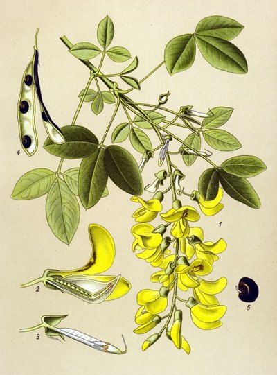 Tabla botánica, planta: Citisitis común o falsa ebena (Cytisus Laburnum) de Unbekannter Künstler