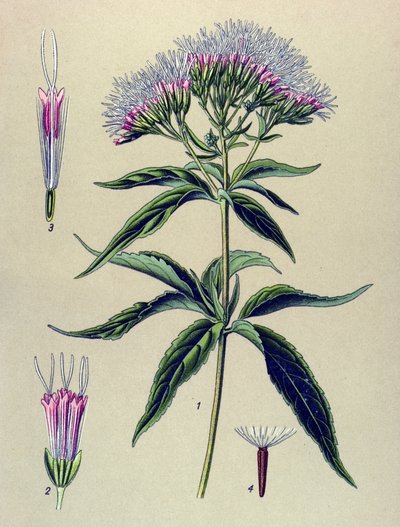 Tabla botánica, planta: Eupatorium de hoja de cáñamo (Eupatorium cannabinum) de Unbekannter Künstler