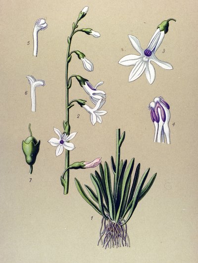 Tabla botánica, planta: Lobelia (Lobelia dortmanna) de Unbekannter Künstler