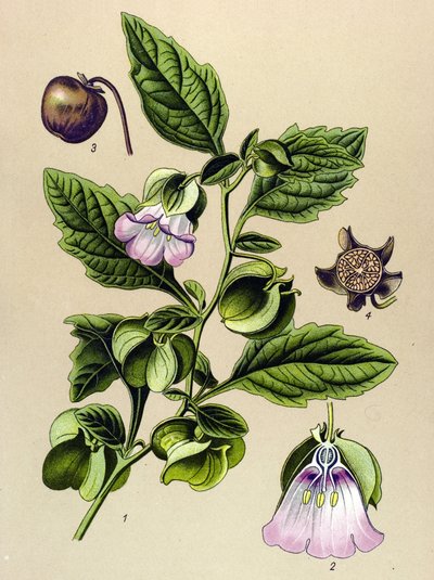 Tabla botánica, planta: Pera de Perou o manzana de Perou (Nicandra physaloides) de Unbekannter Künstler
