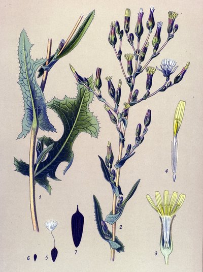 Tabla botánica, planta: Lechuga escarola, o lechuga silvestre (Lactuca scariola, Lactuca serriola) de Unbekannter Künstler